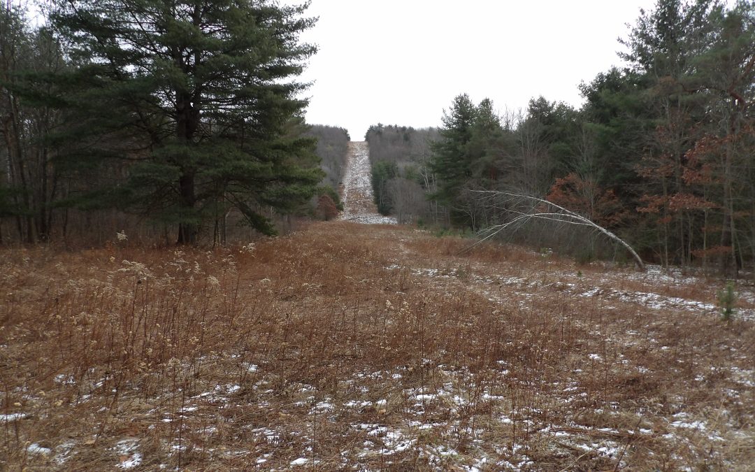 Absolute Real Estate Auction of +/- 175.46 acres of Prime Hunting Land With Quality Mature Standing Hardwood Timber